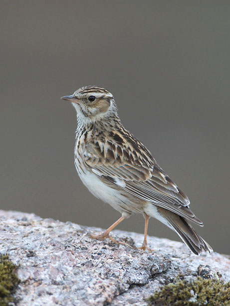 Kangaskiuru, Wood Lark, Lullula arborea